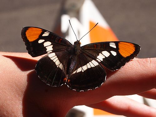 Adelpha californica